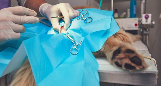 Dog,In,The,Animal,Hospital.,Veterinarian,During,Surgery,Of,The